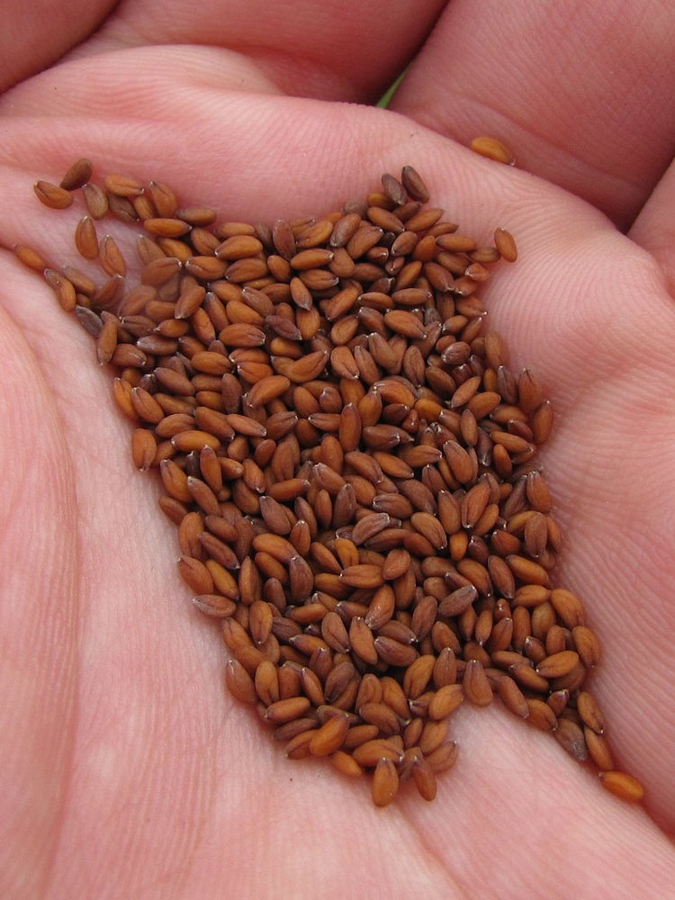 Lepidium Sativum Seeds (Asaliya)