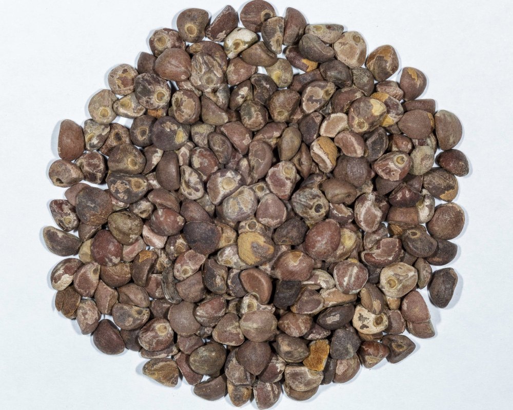Dried Argyreia Nervosa Seeds, For Make Medicine
