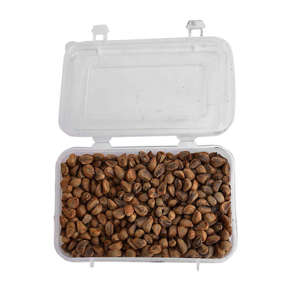 Argyreia Nervosa Seeds, Packaging Type: Plastic Box