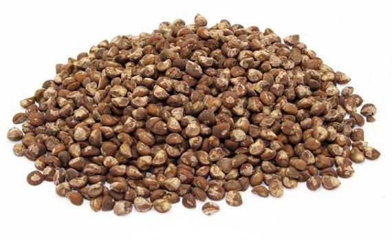 Argyreia Nervosa Seeds, Pack Size: 1 Kg