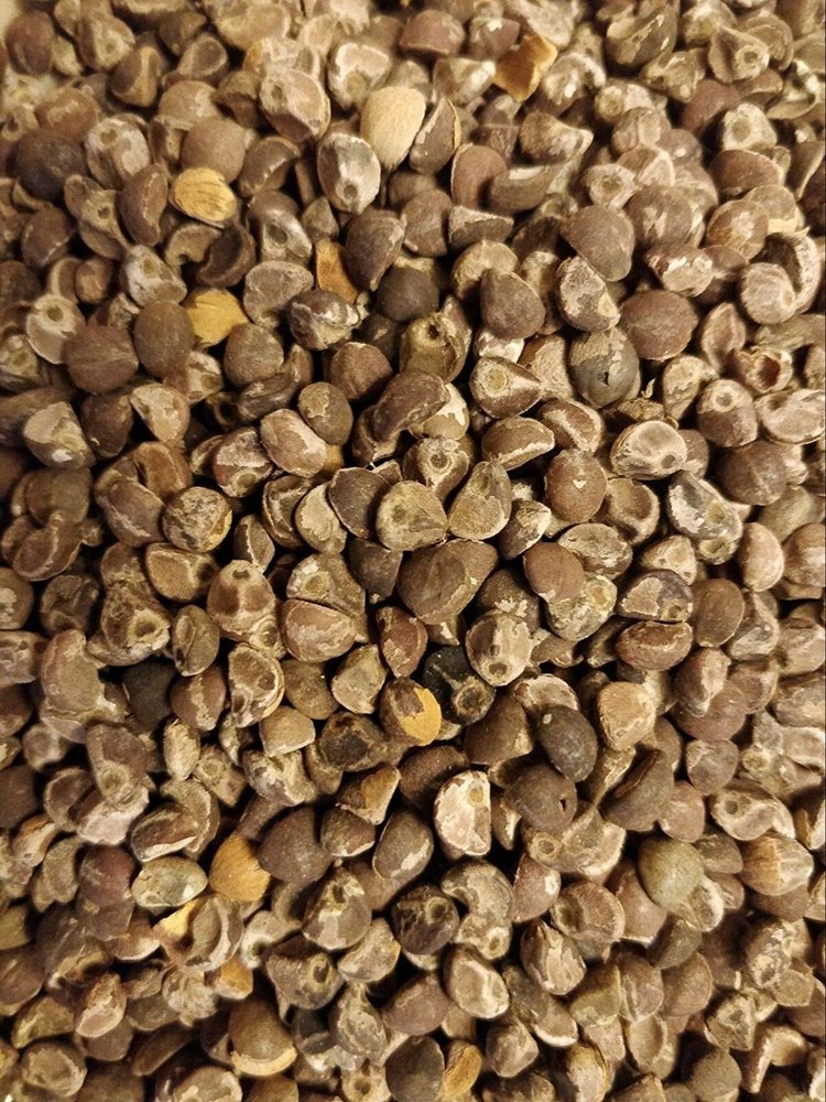 Dried 99% Argyreia Nervosa Seeds, For Medicinal
