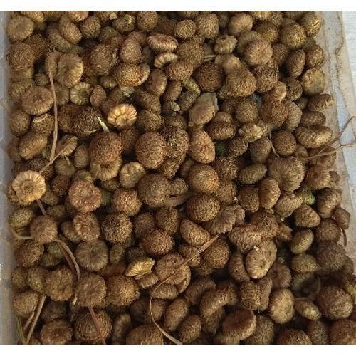 Akarkara Seeds Anacyclus pyrethrum
