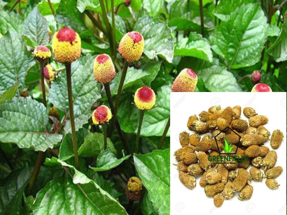 MP. Medicinal White Akarkara Seed, For Roots, Packaging Type: PP Bag