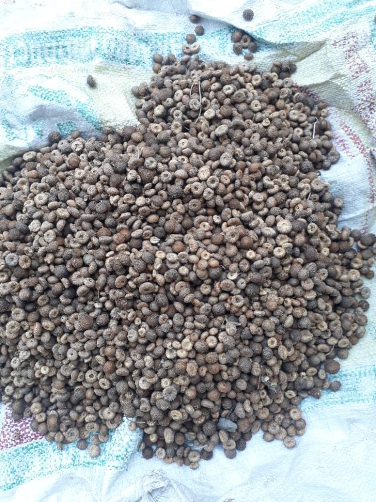 Akarkara Seeds, Packaging Type: Bag, Packaging Size: 25 Kg