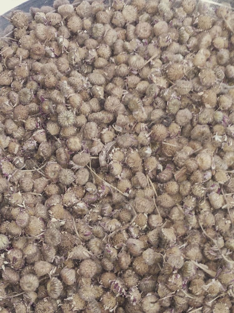 Terminalia Chebula Brown Akarkara Flowers, Packaging Type: Plastic Bag