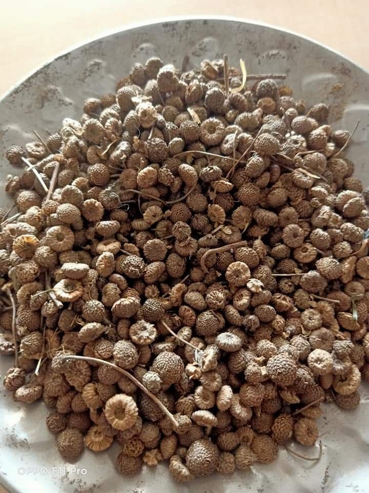Sheeds Akarkara Sheed, Packaging Type: Packet, Packaging Size: 5 kg
