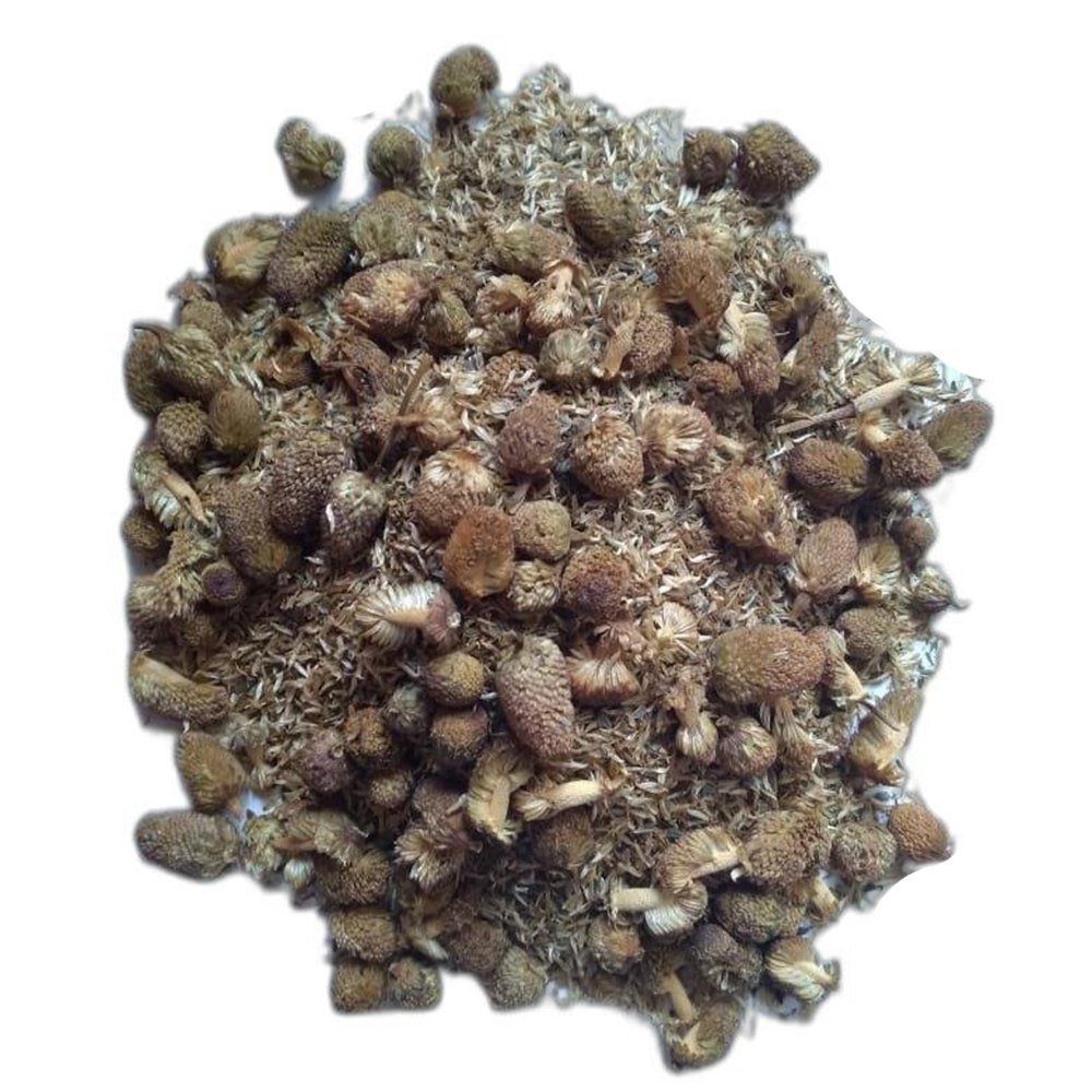 Herbal Akarkara Seeds, Packaging Type: Loose