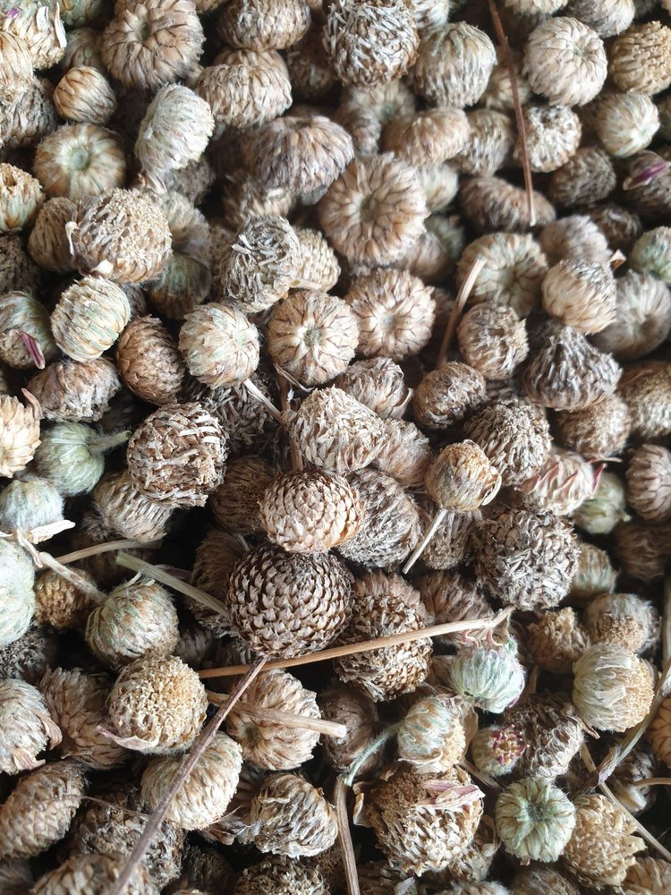 Dried Akarkara Seed, For Ayurvedic Medicine, Packaging Type: Loose