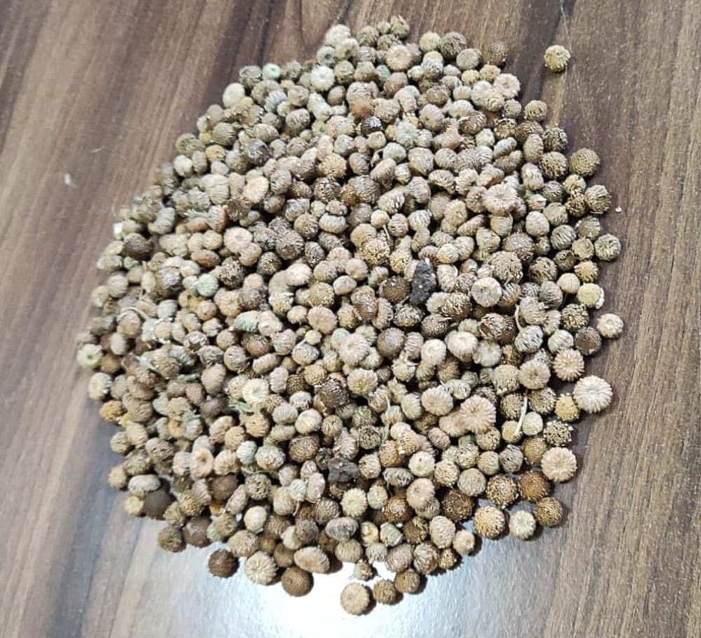 Dry Akarkara Seeds, For Pyorrhea, Packaging Type: Loose