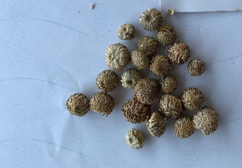 Brown Akarkara Seed, For Agriculture