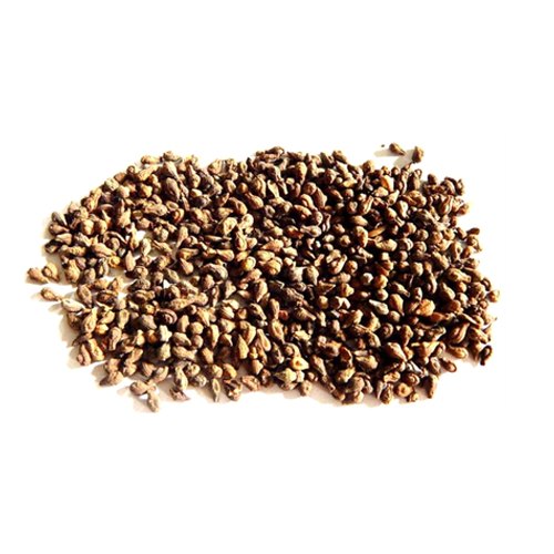 Shivlingi Seed