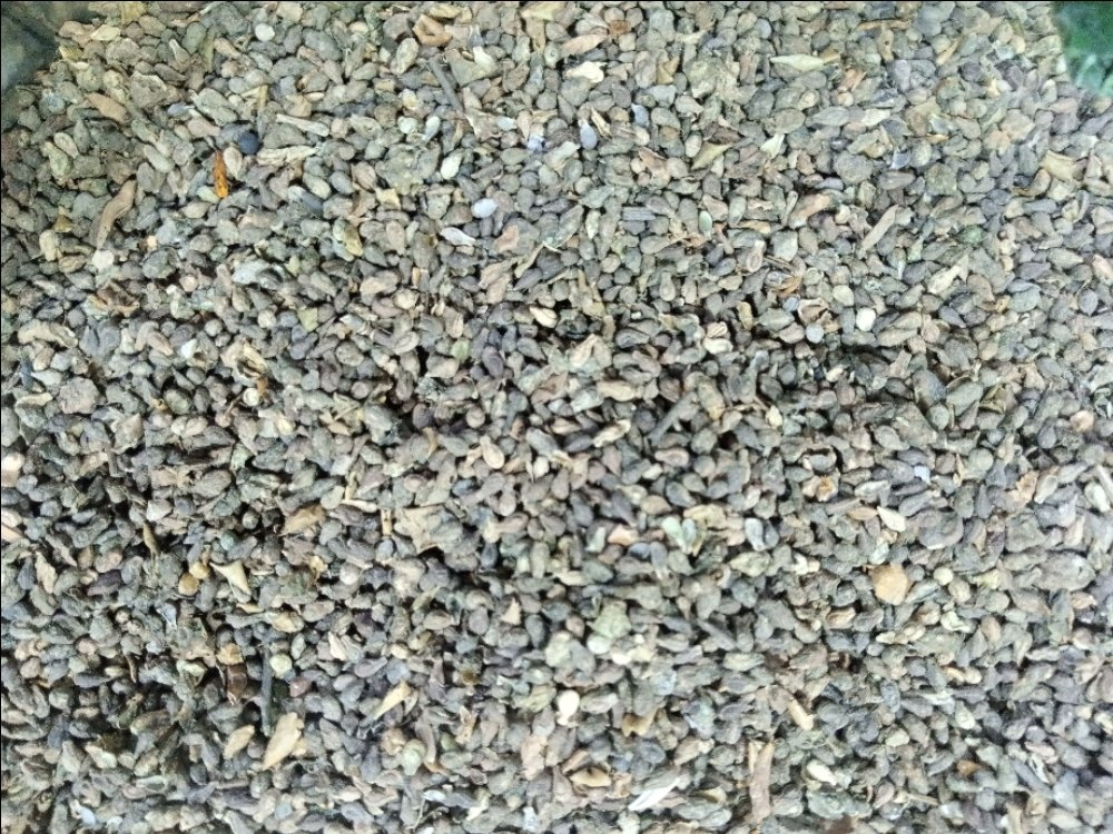 Dried Shivlingi Seeds, For Herbal And Medician