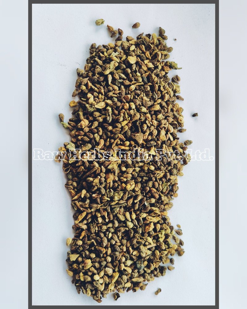 SHIVLINGI BEEJ - BRYONIA LACINIOSA, Packaging Type: PP BAG