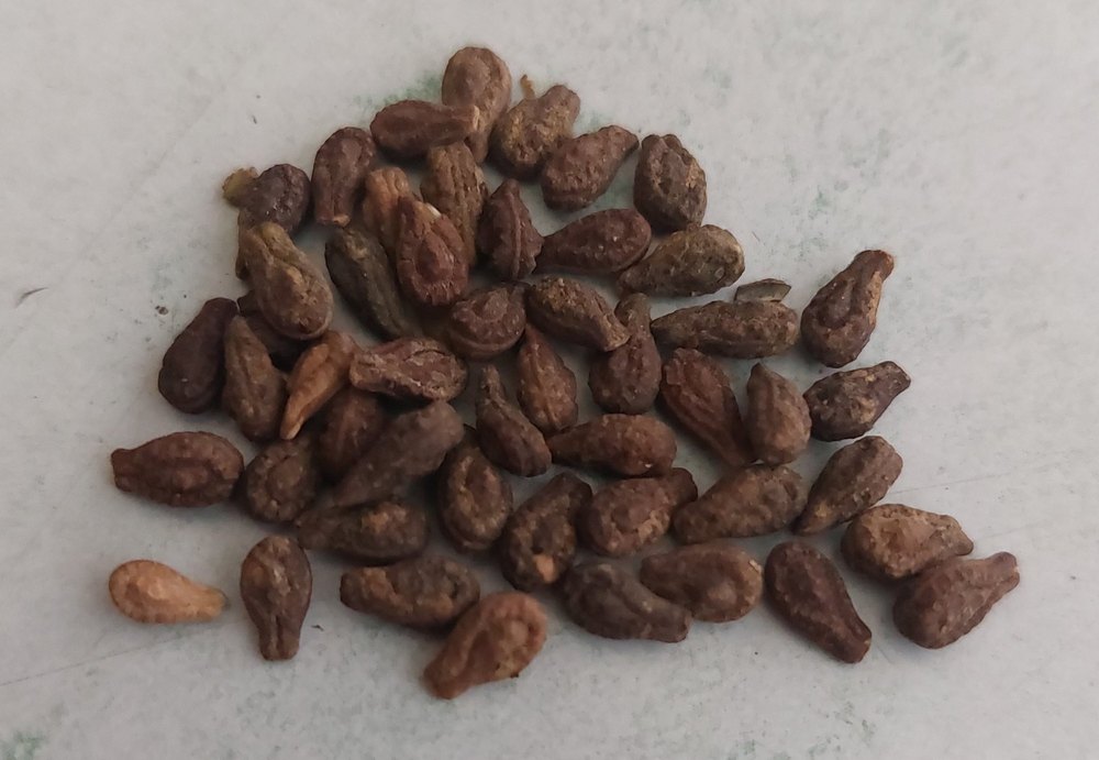 Shivlingi Seed ., For Germination