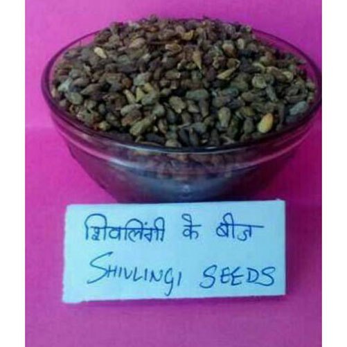 Shivlingi Seeds, For Medicinal, Packaging Size: 10 Kilogram
