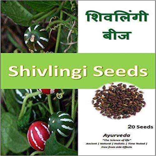 Dried Brown Shivlingi Seeds 1 Box 100 Packet, Packaging Size: 10 To 15