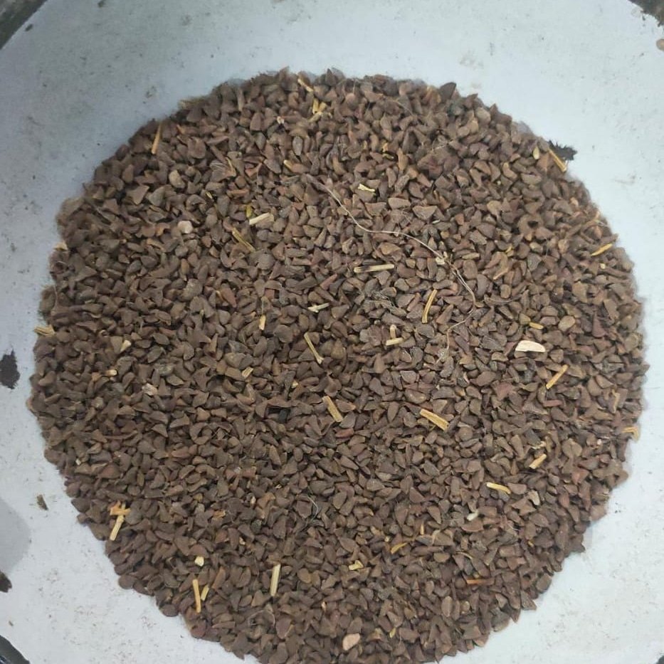 Pregnum Harmala Syrian Rue