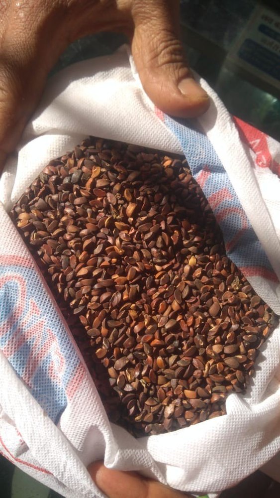 Amla seed, Packaging Type: Bag