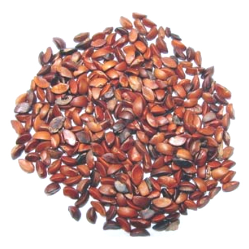 Amla Seed