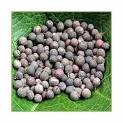 Amla Seeds