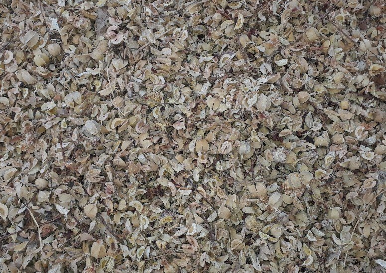 Natural 100% Amla Seed, Packaging Type: Packet, Packaging Size: 18/kg