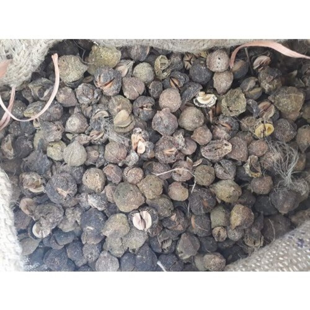 Dry Amla Seed, For Herbal Medicine