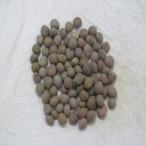 Black Caesalpinia Bonduc Karanjwa Herb, Packaging Type: Plastic Bag, Packaging Size: 40 Kg