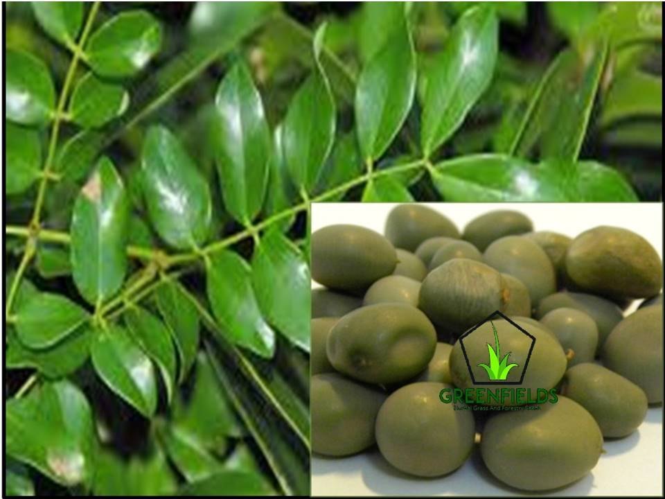 Gataran Medicinal Seed (Caesalpinia Crista ), Packaging Type: Pp Bag, Packaging Size: 5 Kg
