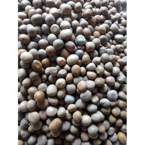 Caesalpinia Crista Gataran Seeds, Packaging Size: 50 Kilogram