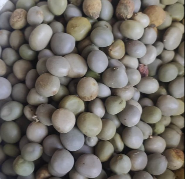 Dry Seeds Gataran / Sagargota / Caesalpinia Crista, Packaging Type: Bag, Packaging Size: 50 Kg
