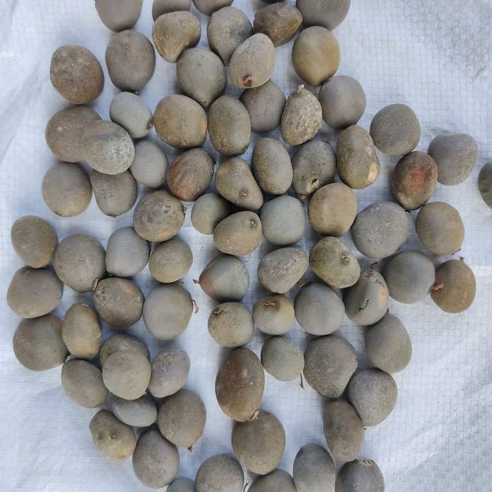 Seeds Caesalpinia Crista Seed, For Medicine, Packaging Type: Loose