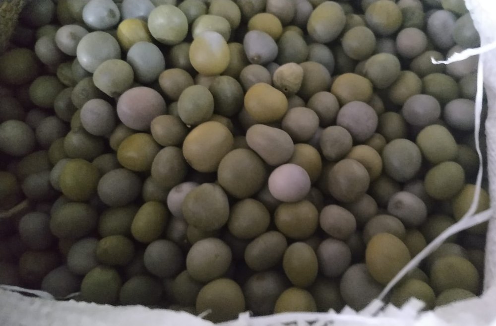 Caesalpinia Crista Seed, Packaging Type: Loose