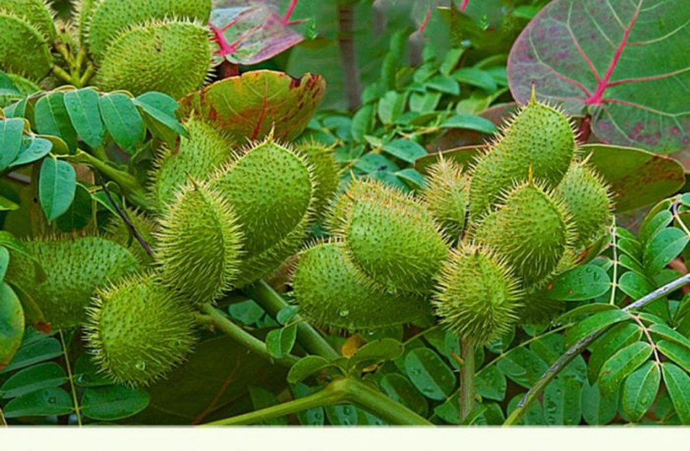 Yello Brown Fine Powder Caesalpinia Bonducella Extract