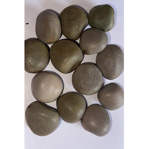caesalpinia bonduc gajjaga Gachhakai seeds, Packaging Size: 1 Kg
