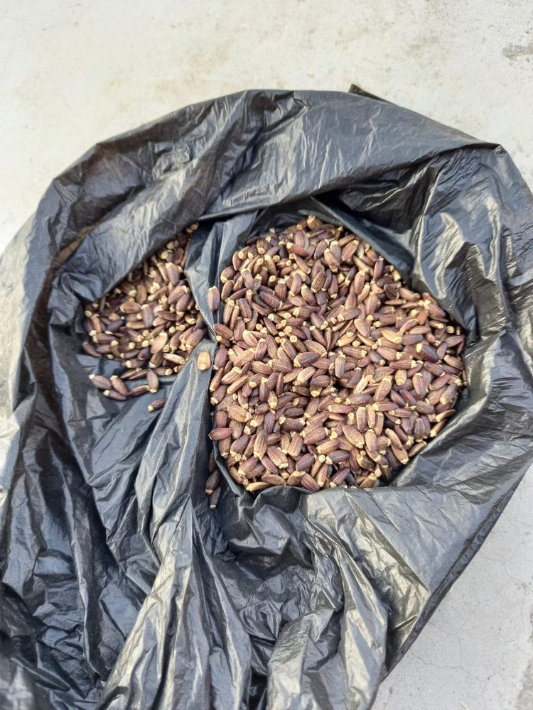 Silybum Marianum Seeds, For Medicine, Packaging Type: Loose