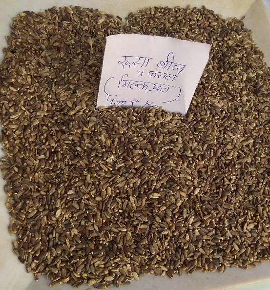 Natural Fast Growth Milk Thistle Seeds, For Garden, Packaging Size: 25 Kg