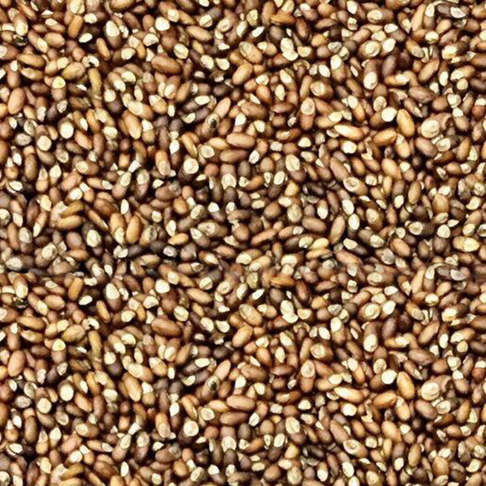 Rosemary Seeds, For Agriculture, Packaging Size: 1 Gm