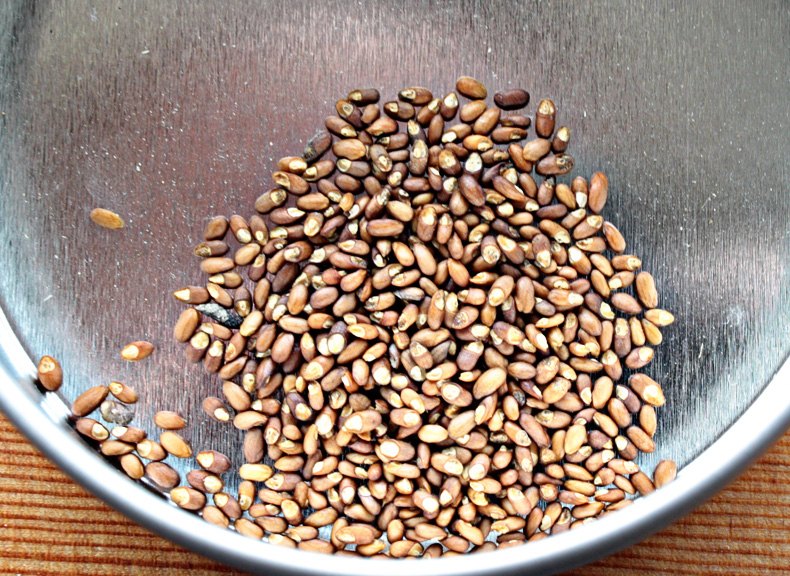 Rosemary Seeds, Pyramid, Packaging Type: 10g