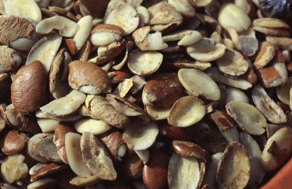 Bio-Tech Grade Irvingia Gabonensis Seed, For Herbal Medicine, Packaging Type: Loose