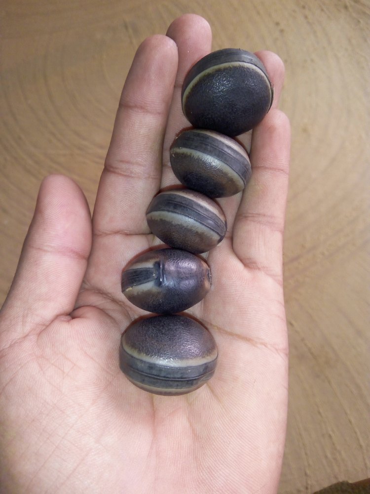 Potegia Seeds, Packaging Type: Poly Psck