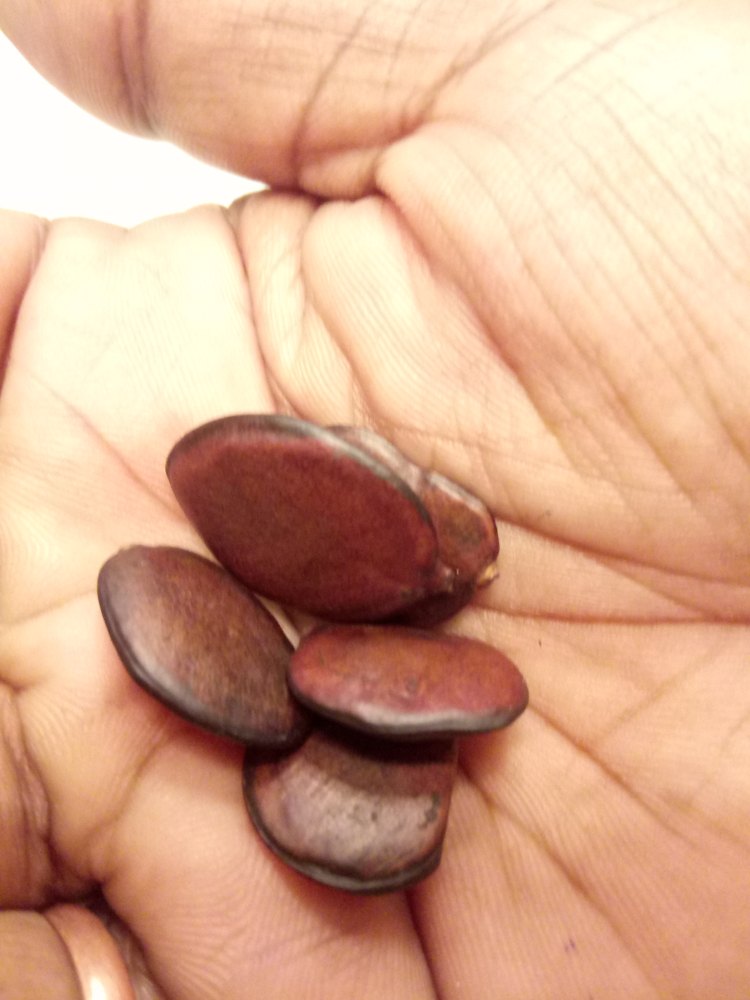 Irvingia Gabonensis Seeds