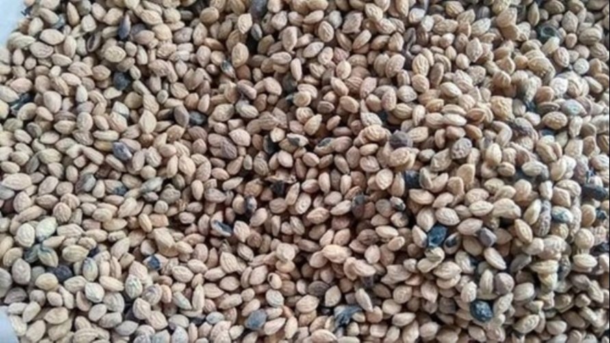 Sarpagandha Seeds, For Agriculture, Packaging Size: 25 Kg