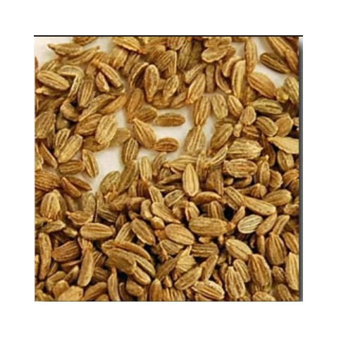 Angelica Archangelica Seeds, Packaging Size: 10 Gram, Packaging Type: Packet