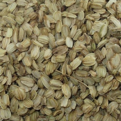 Angelica Seeds