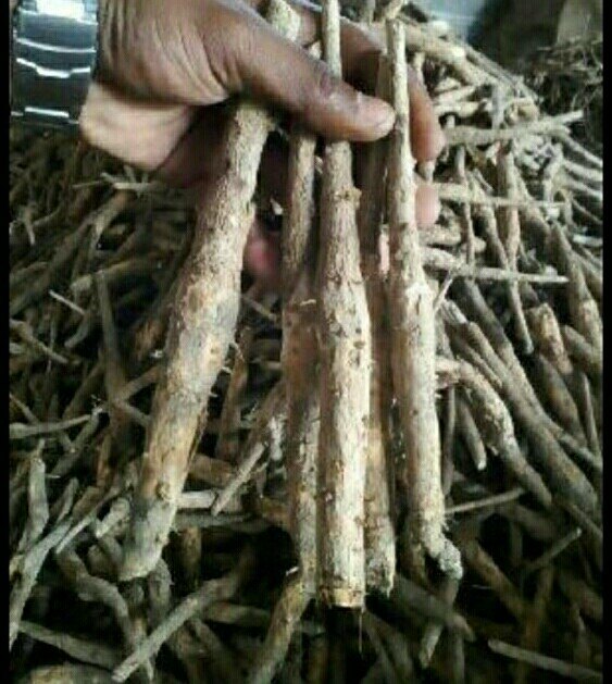 Timber Thrre A Class Teak Roots Plant, 30 T0 40 Feet
