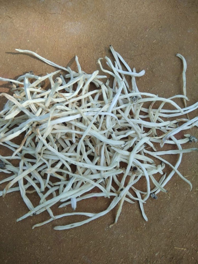 Dry Desi Shatavari Root, Packaging Size: Standard, Packaging Type: Bag