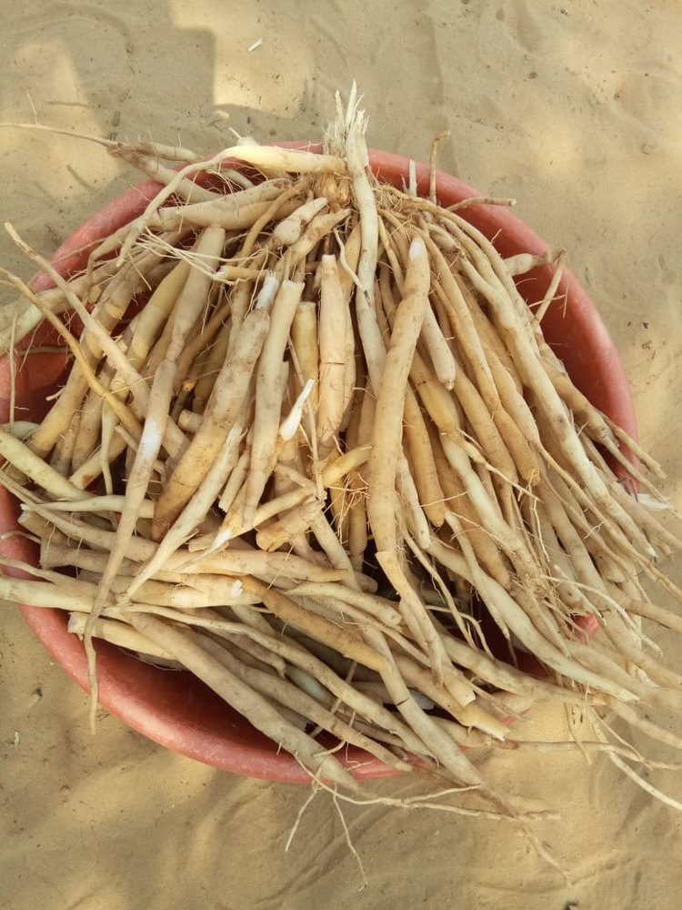 Dry White Shatavari Root, , Haigh, Packaging Size: Luse