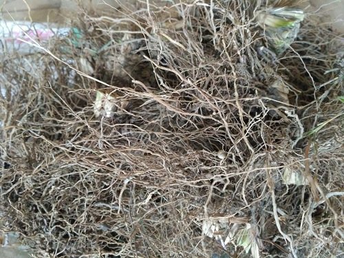 Sinhal Vetiver - Vetiveria Zizanioides - Khus Khus for Medicinal