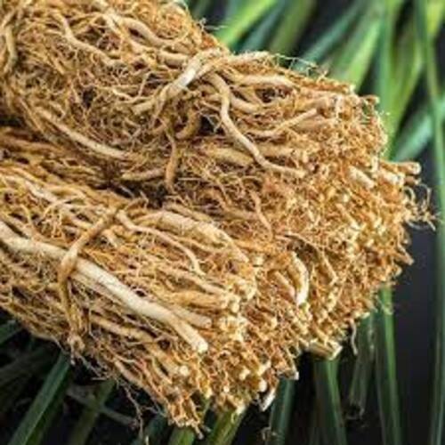 Vetiver Coleus Vettiveroides Root (raw), plectranthus Vettiveroides , Valak, Iruvelli