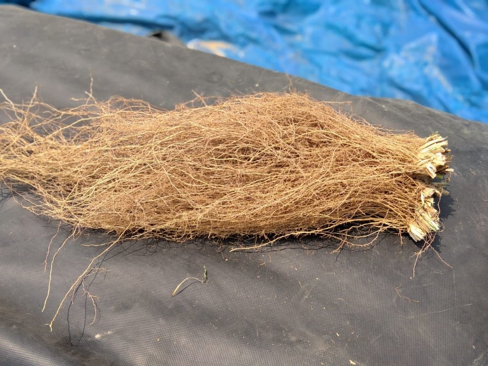 Khas vetiver root, Packaging Type: Bag, Packaging Size: 50kg
